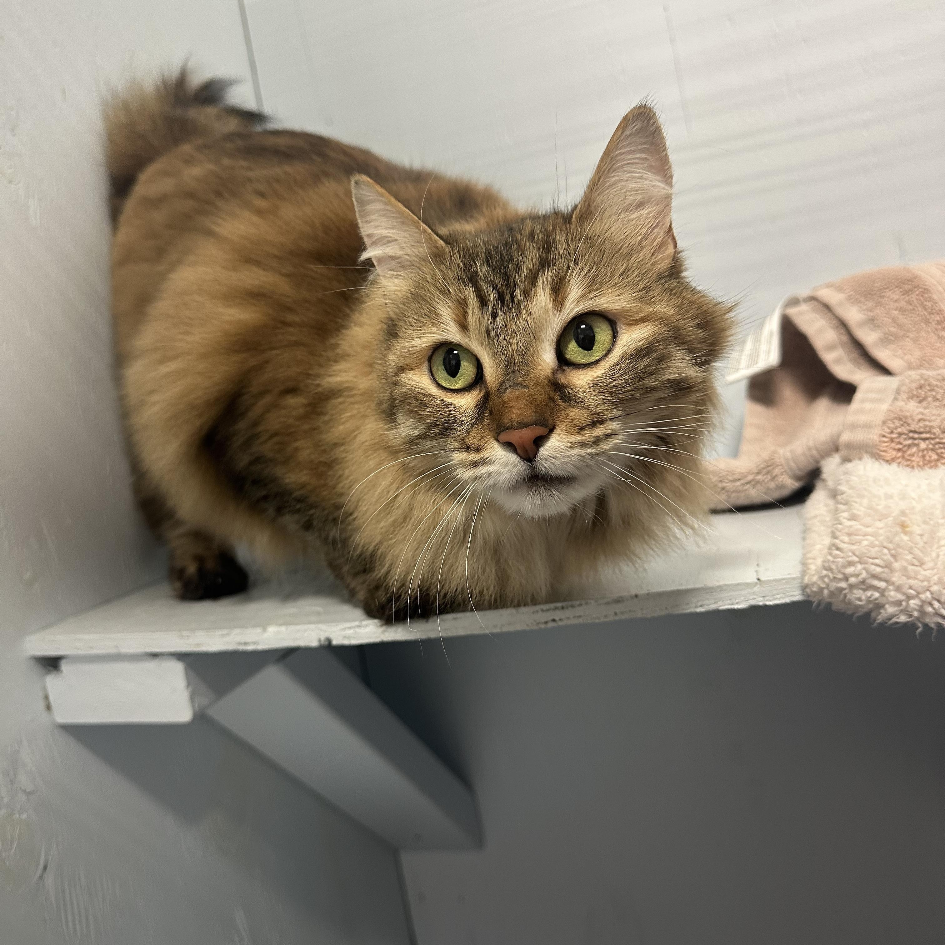 Enlarge Tiggy, an adoption pending Domestic Long Hair in Mission, BC image 4/6