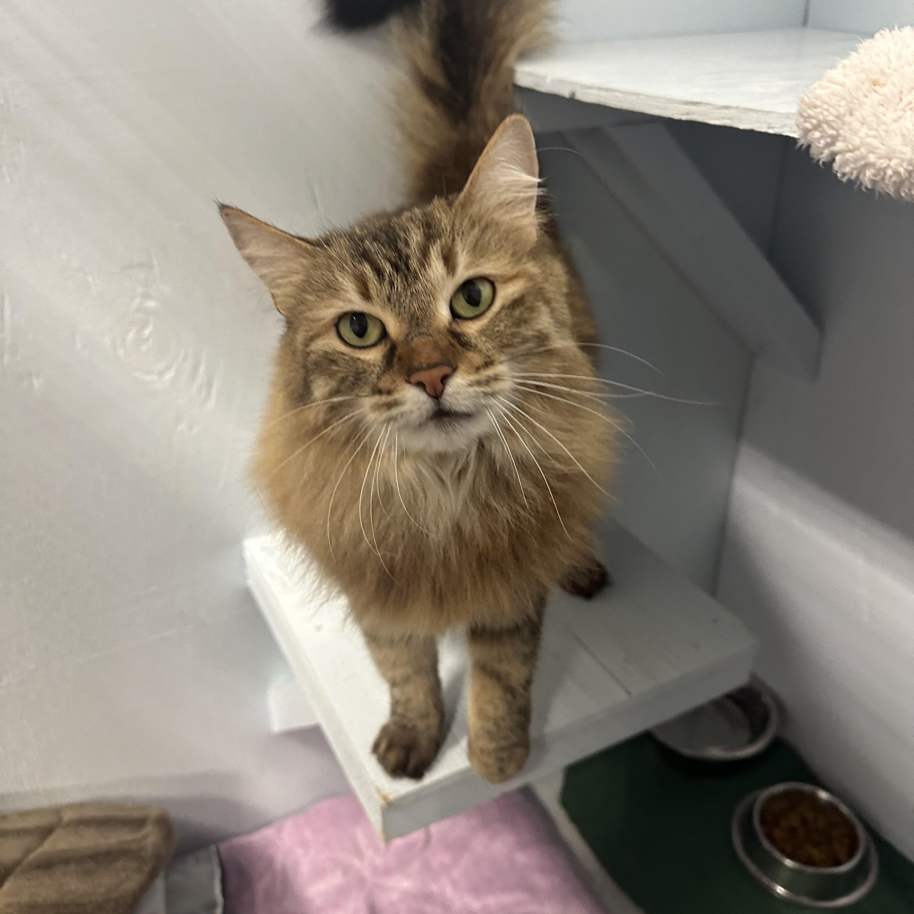 Enlarge Tiggy, an adoption pending Domestic Long Hair in Mission, BC image 3/6
