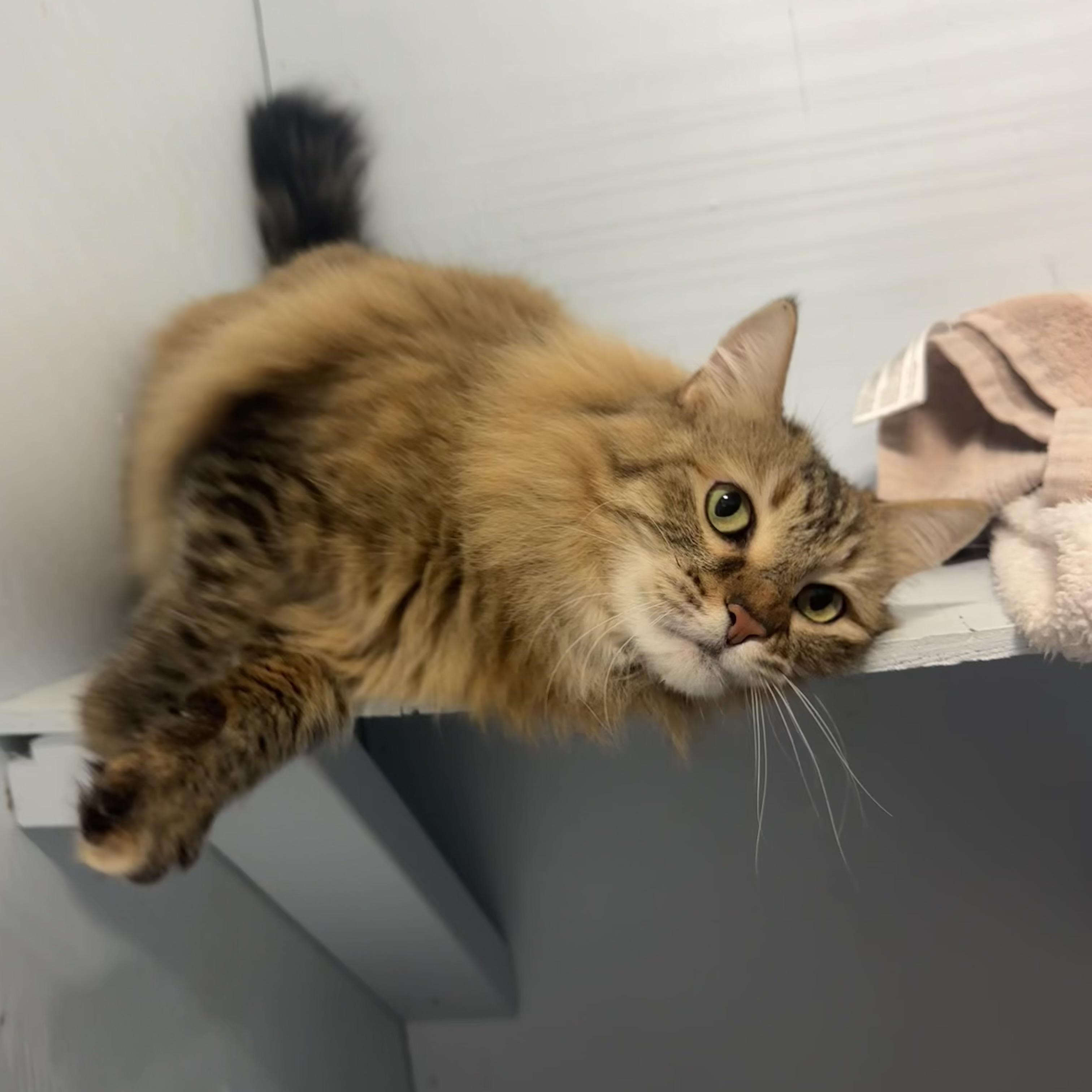 Enlarge Tiggy, an adoption pending Domestic Long Hair in Mission, BC image 2/6