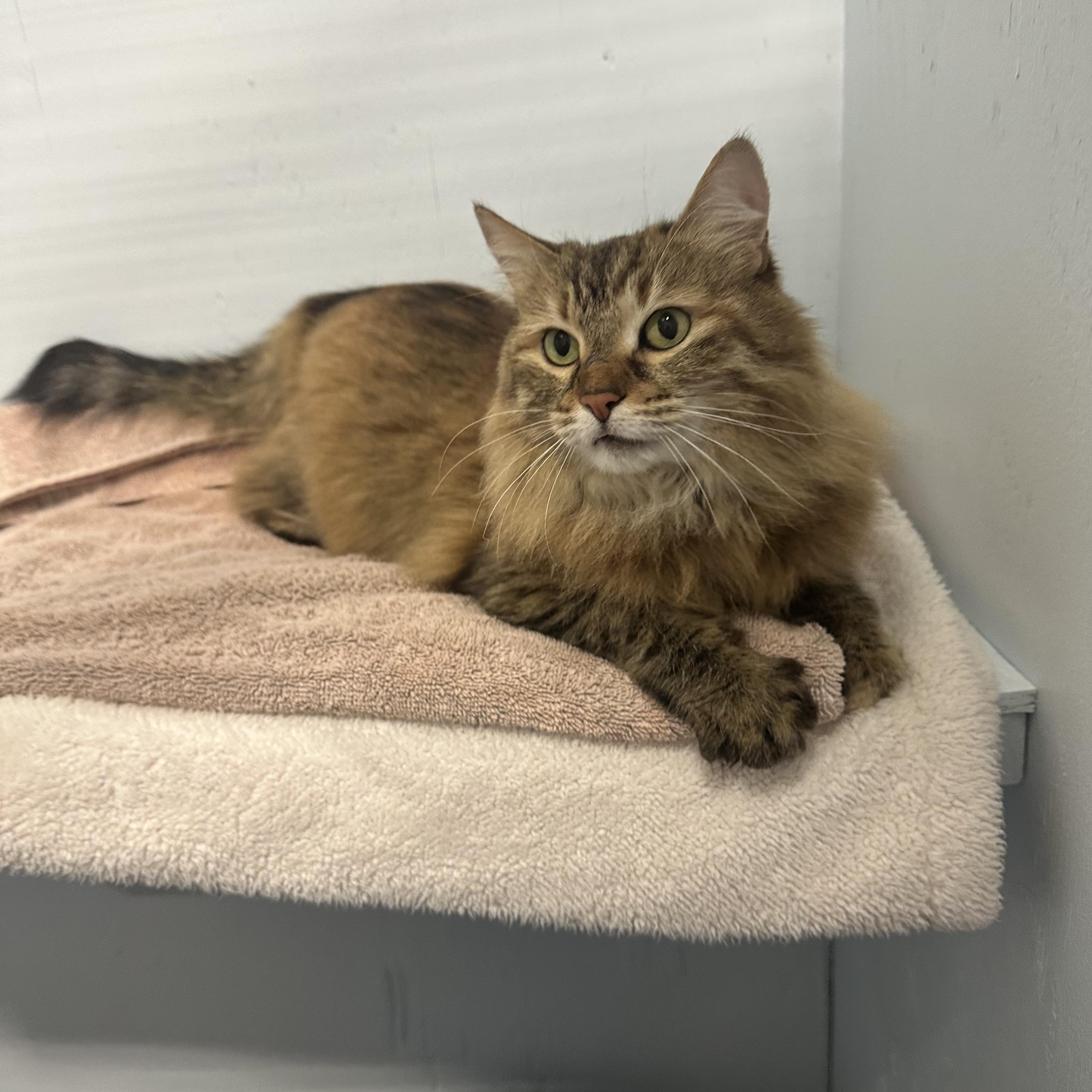 Enlarge Tiggy, an adoption pending Domestic Long Hair in Mission, BC image 5/6
