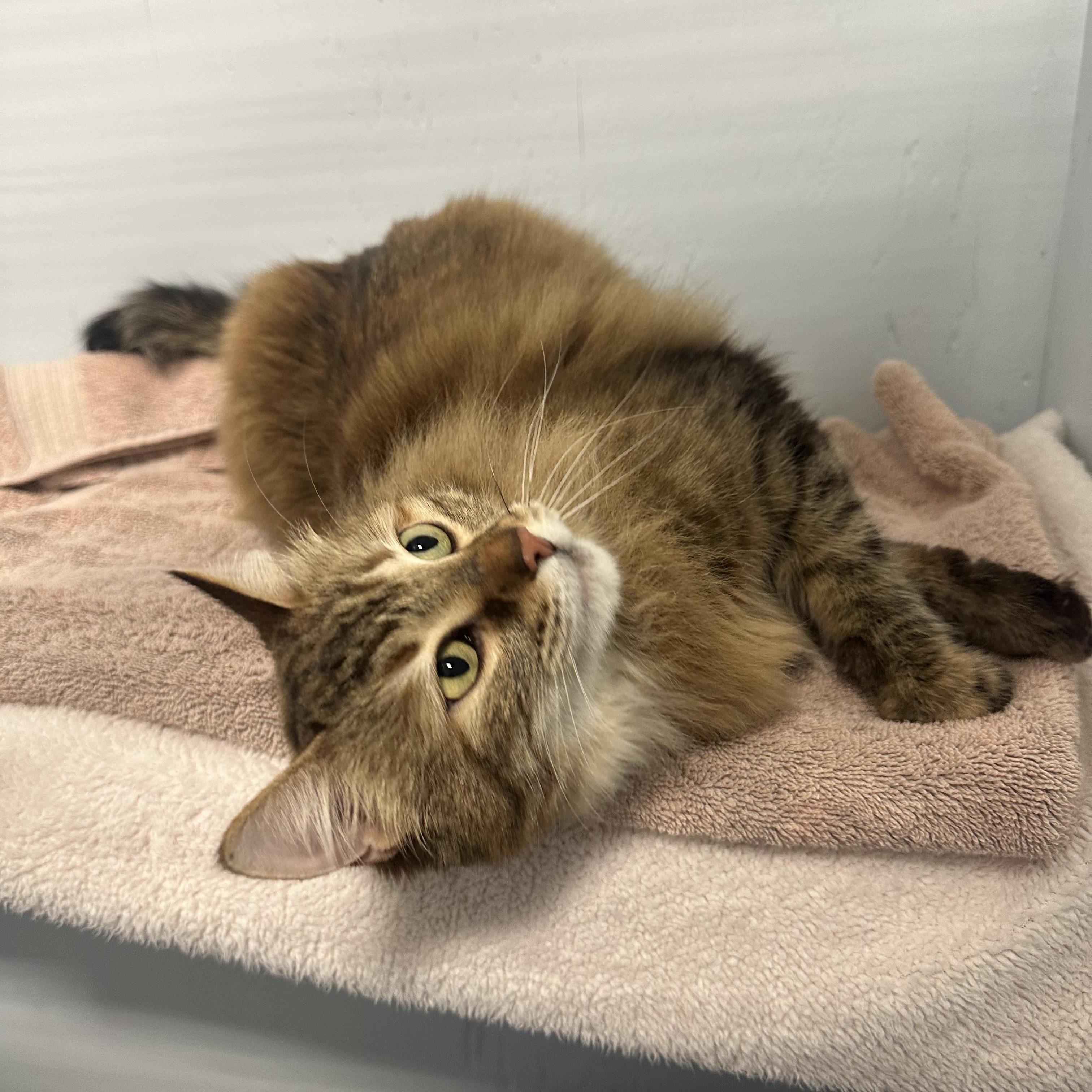 Enlarge Tiggy, an adoption pending Domestic Long Hair in Mission, BC image 6/6