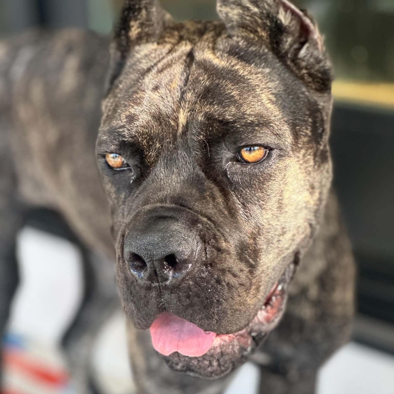 Rocco, an adoptable Cane Corso in Citrus Heights, CA image 2/6