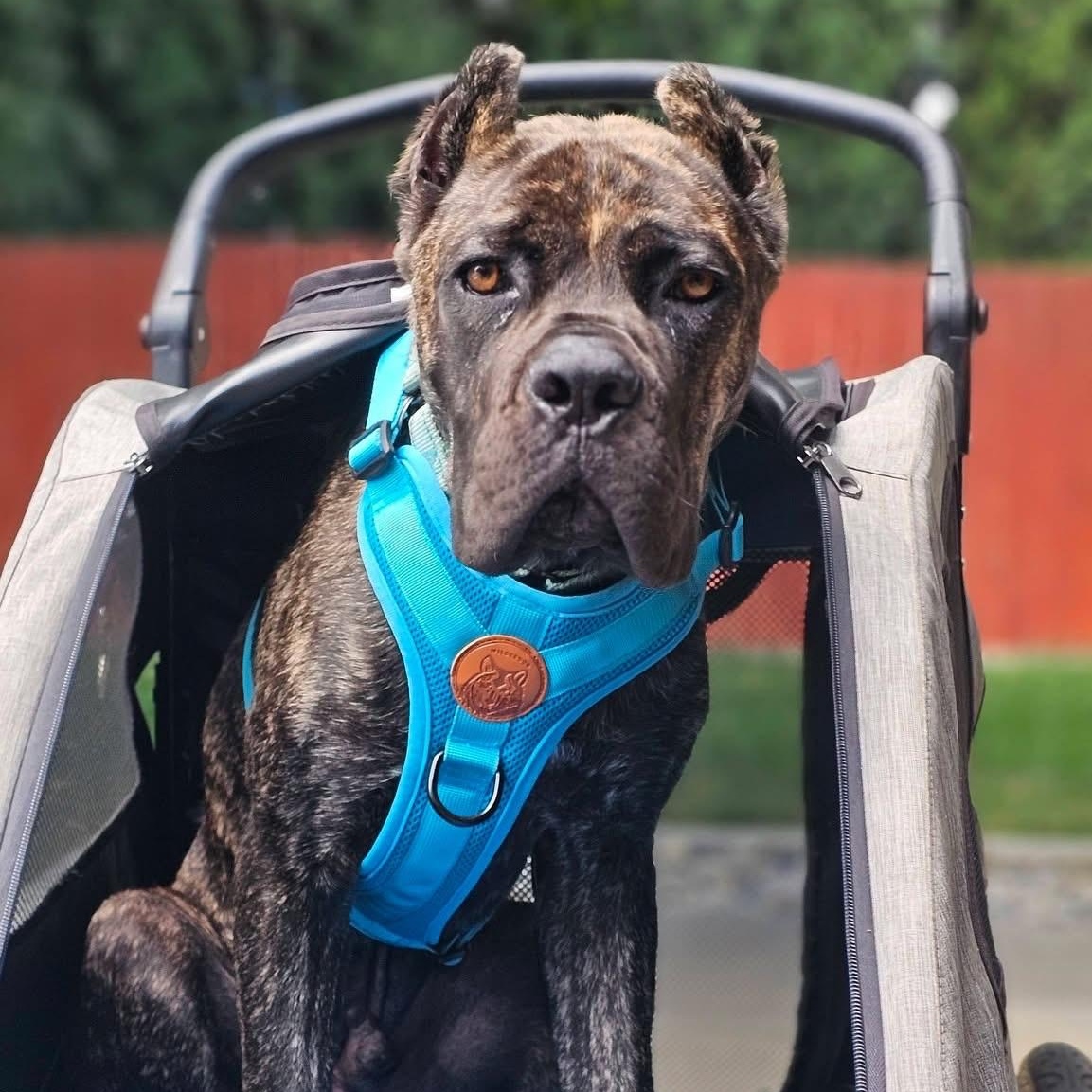 Rocco, an adoptable Cane Corso in Citrus Heights, CA image 4/6