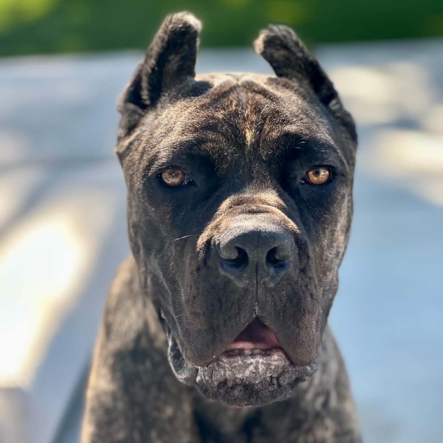 Rocco, adoptable, Young Male Cane Corso.
