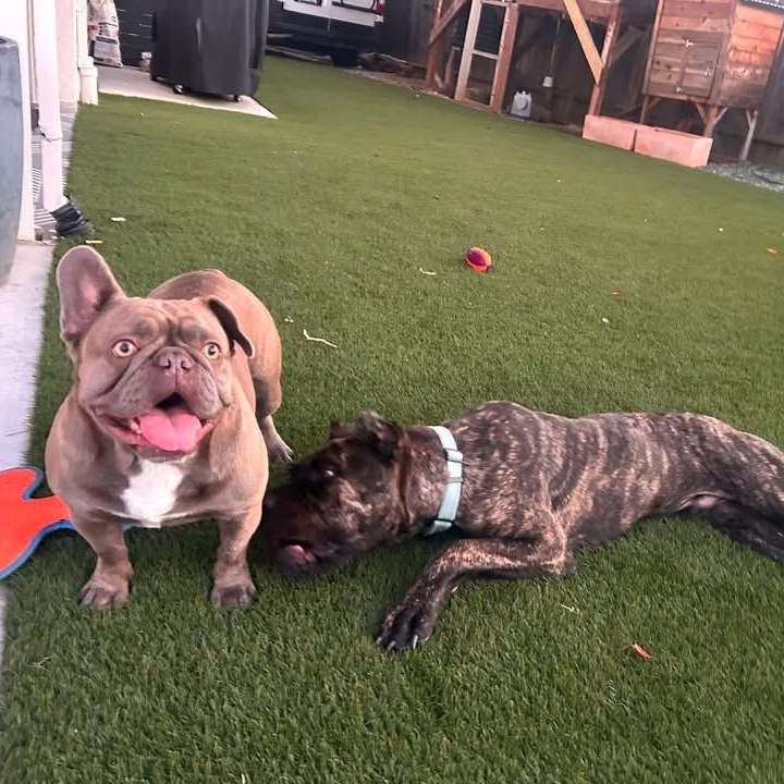 Rocco, an adoptable Cane Corso in Citrus Heights, CA image 3/6