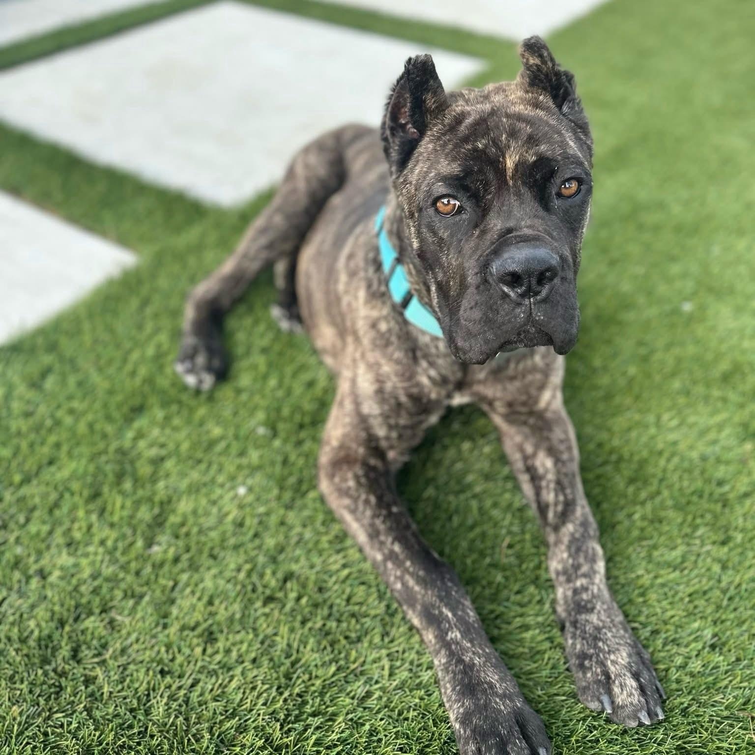 Rocco, an adoptable Cane Corso in Citrus Heights, CA image 5/6