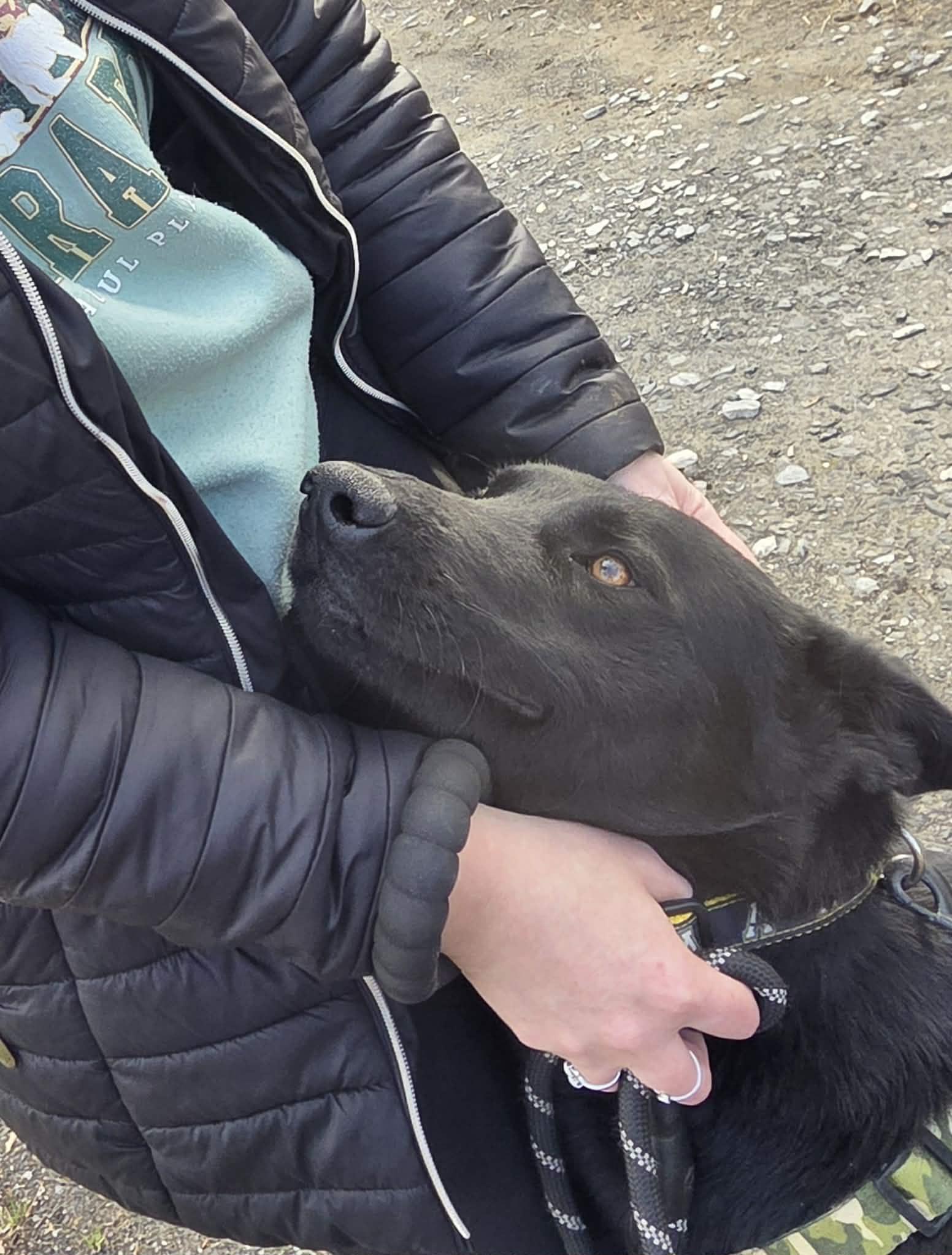 Enlarge Hunter, a ADOPTABLE mixed breed in Manhasset, NY image 5/6