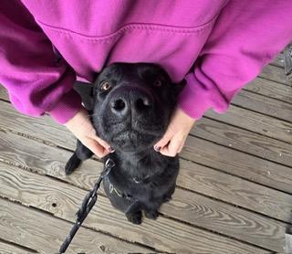 Enlarge Hunter, a ADOPTABLE mixed breed in Manhasset, NY image 3/6