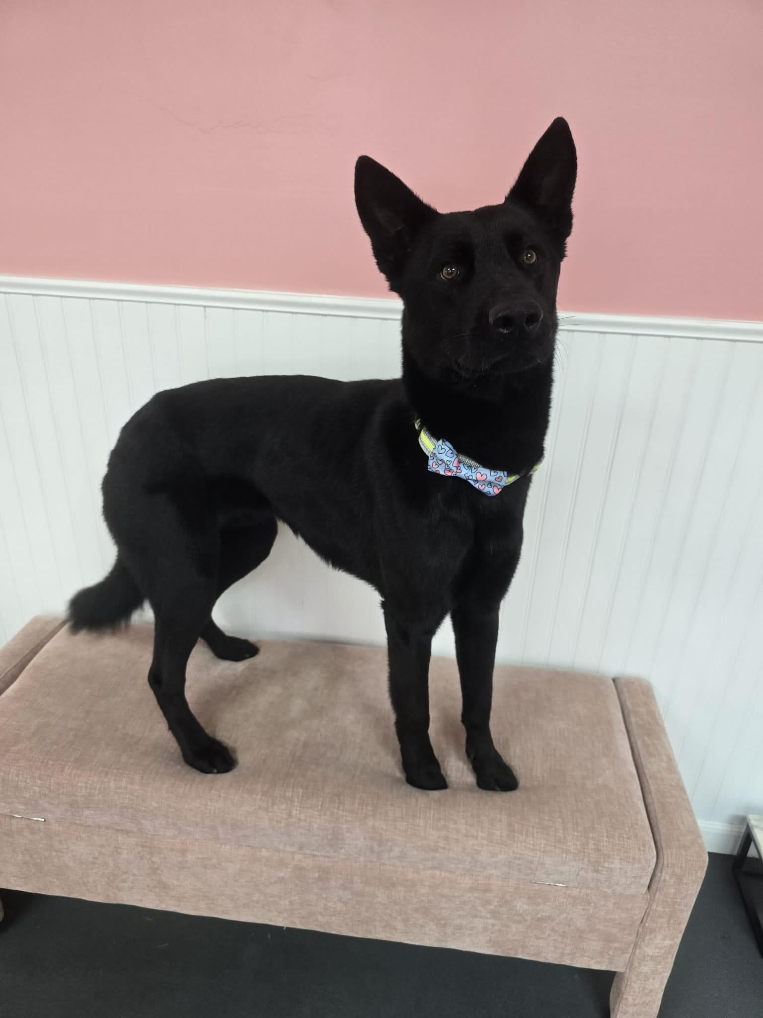 Hunter, ADOPTABLE, Young Male Shepherd.