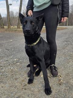 Enlarge Hunter, a ADOPTABLE mixed breed in Manhasset, NY image 6/6