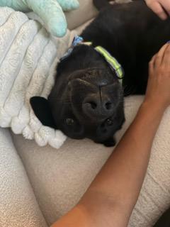 Enlarge Hunter, a ADOPTABLE mixed breed in Manhasset, NY image 4/6