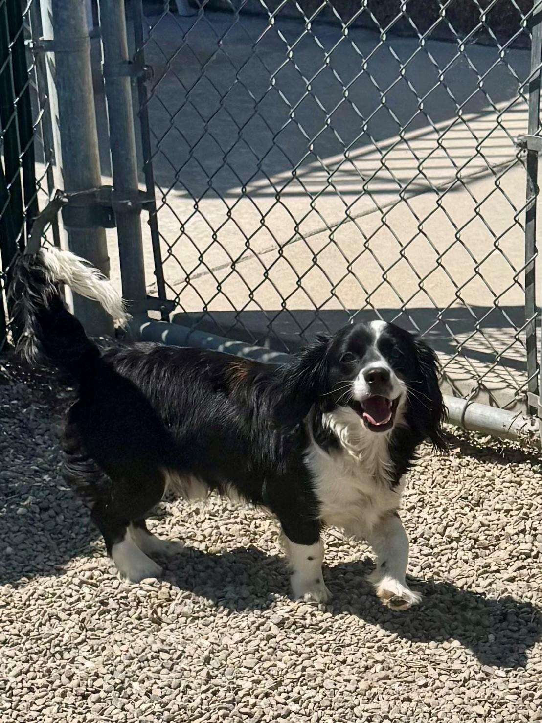 Sammy, a Adopted mixed breed in Ripon, CA image 3/3