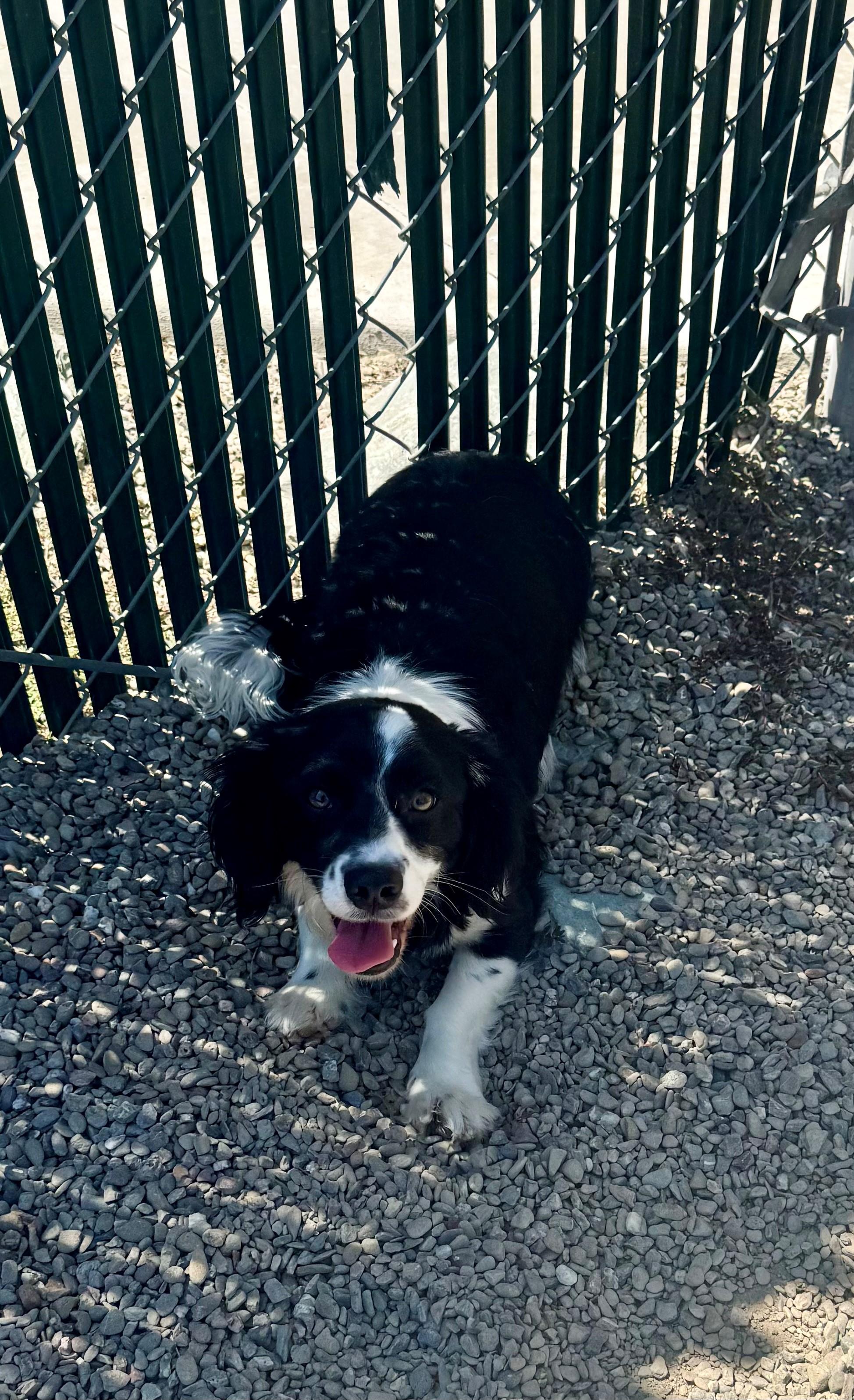 Sammy, a Adopted mixed breed in Ripon, CA image 1/3