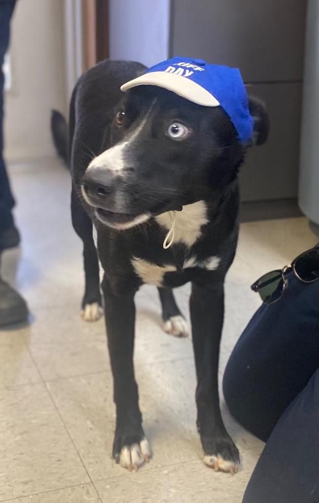 Enlarge Millie, a Adoptable mixed breed in Bryant, AR image 1/4