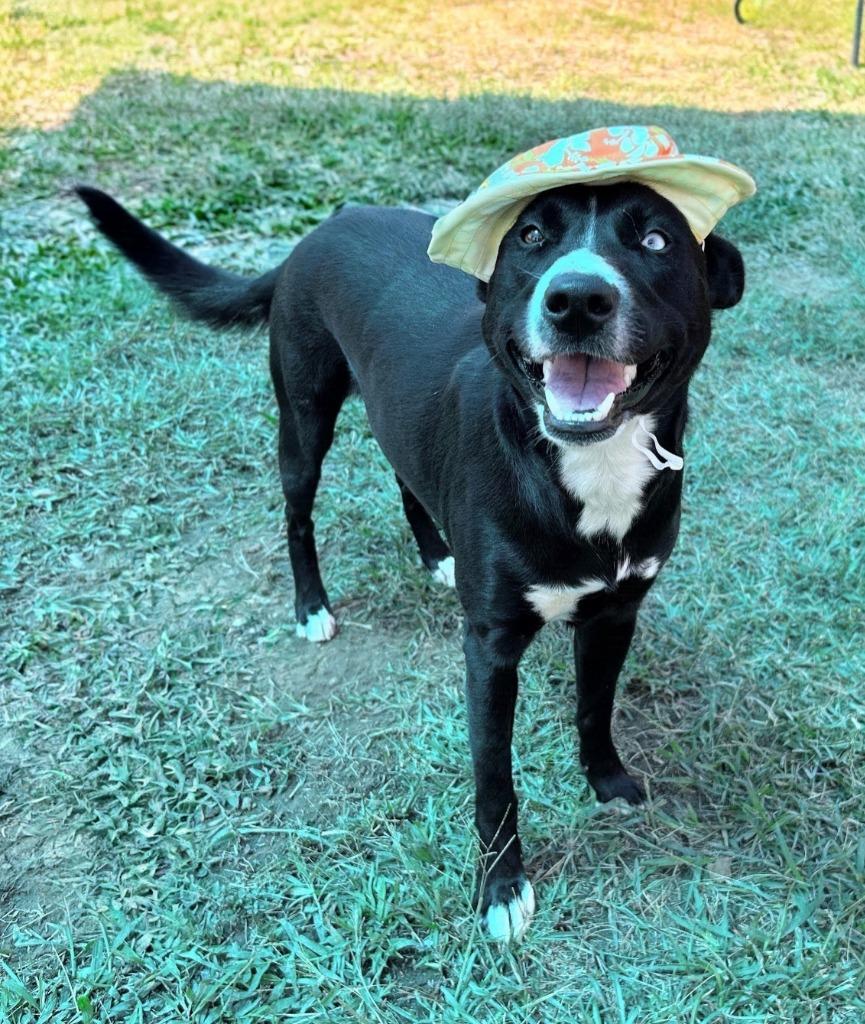 Enlarge Millie, a Adoptable mixed breed in Bryant, AR image 2/4