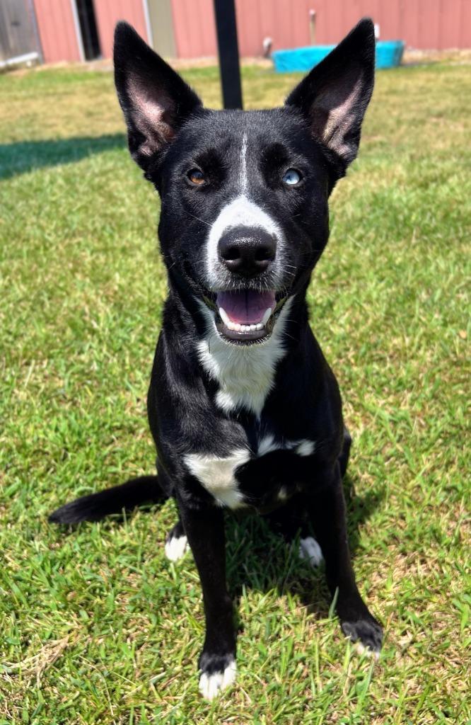 Enlarge Millie, a Adoptable mixed breed in Bryant, AR image 3/4