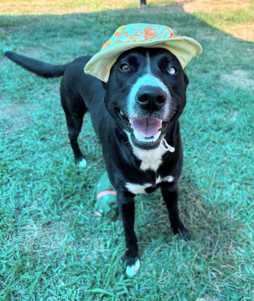 Enlarge Millie, a Adoptable mixed breed in Bryant, AR image 4/4