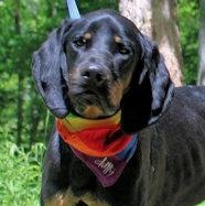 Joe Cool (GA), adopted, Young Male Black and Tan Coonhound.