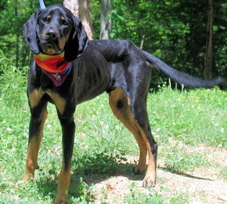 Joe Cool (GA), an adopted Black and Tan Coonhound in Leawood, KS image 3/3