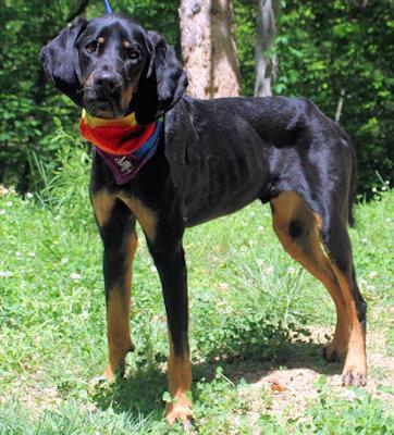 Joe Cool (GA), an adopted Black and Tan Coonhound in Leawood, KS image 2/3
