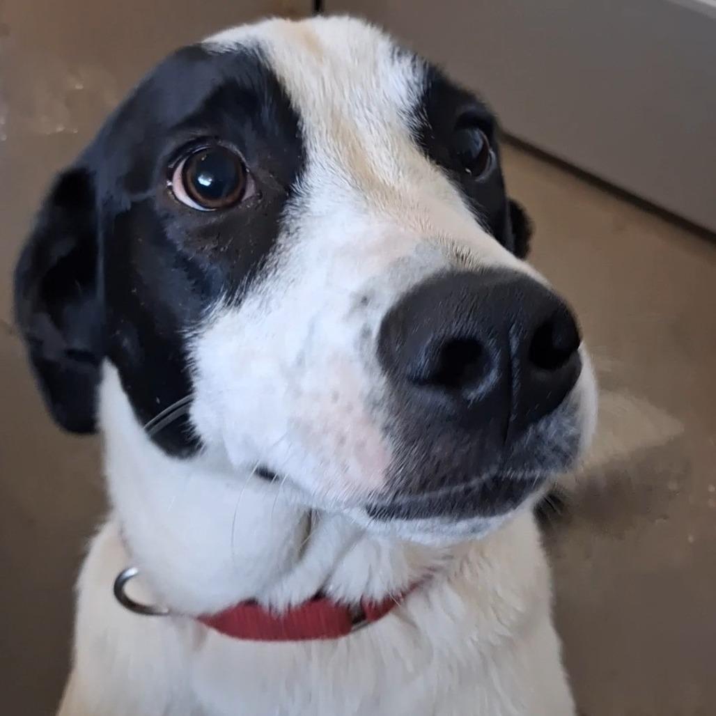 Biscuit, Adoptable, Young Male Border Collie & American Bulldog.