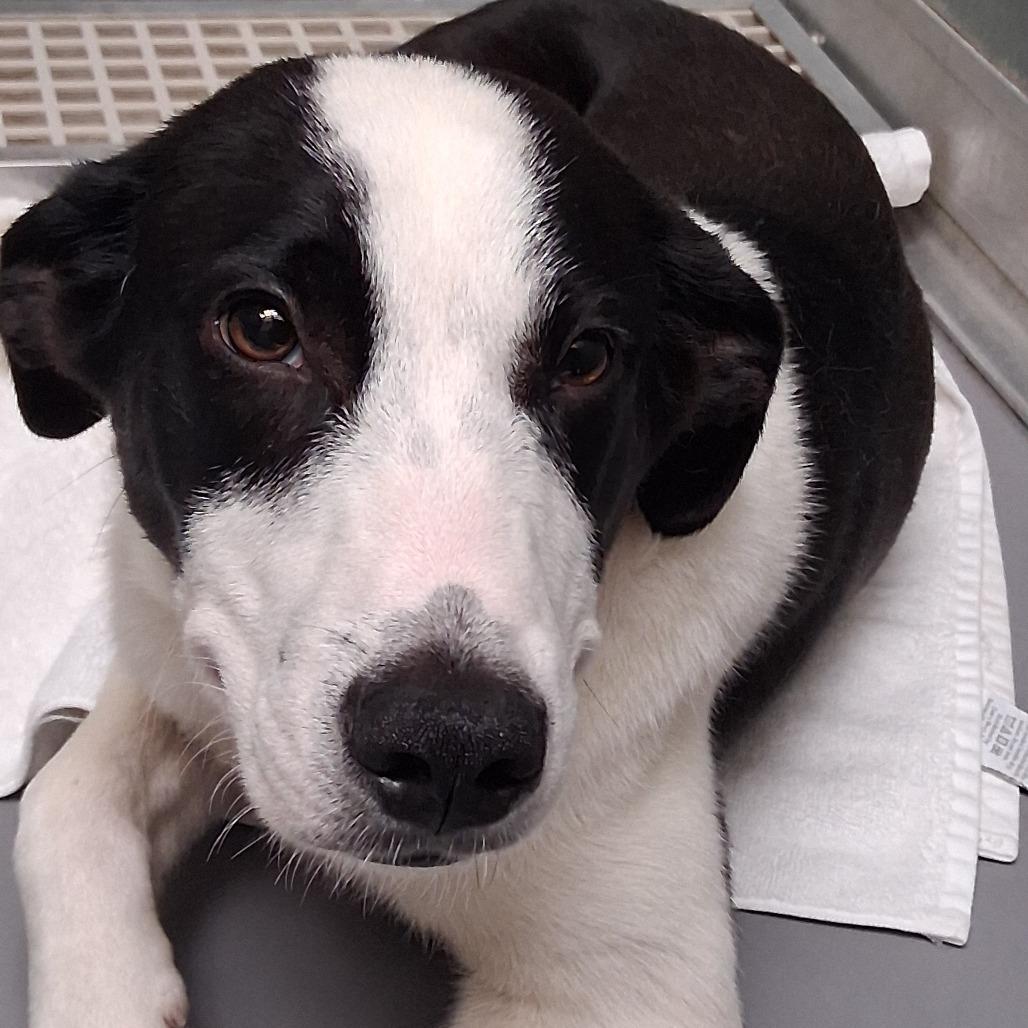 Enlarge Biscuit, a Adoptable mixed breed in Vinita, OK image 2/5