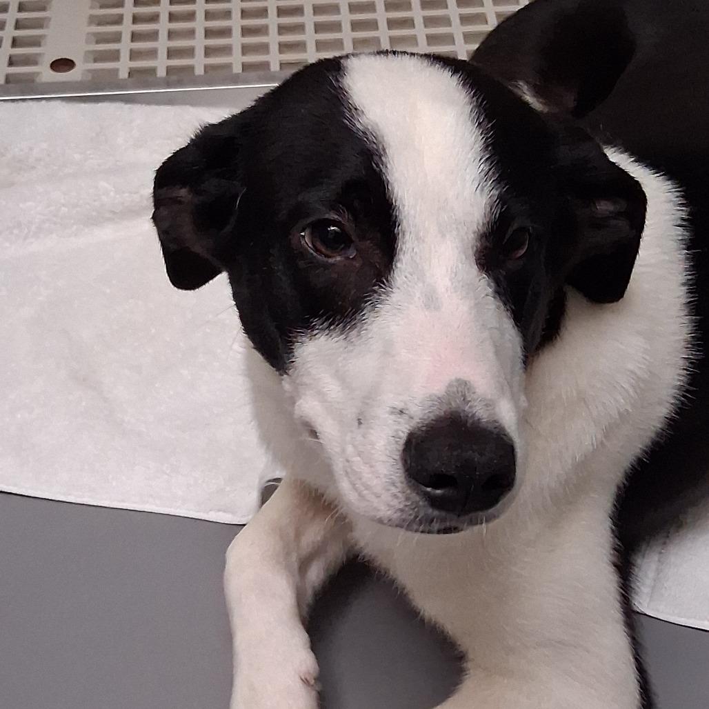 Enlarge Biscuit, a Adoptable mixed breed in Vinita, OK image 3/5