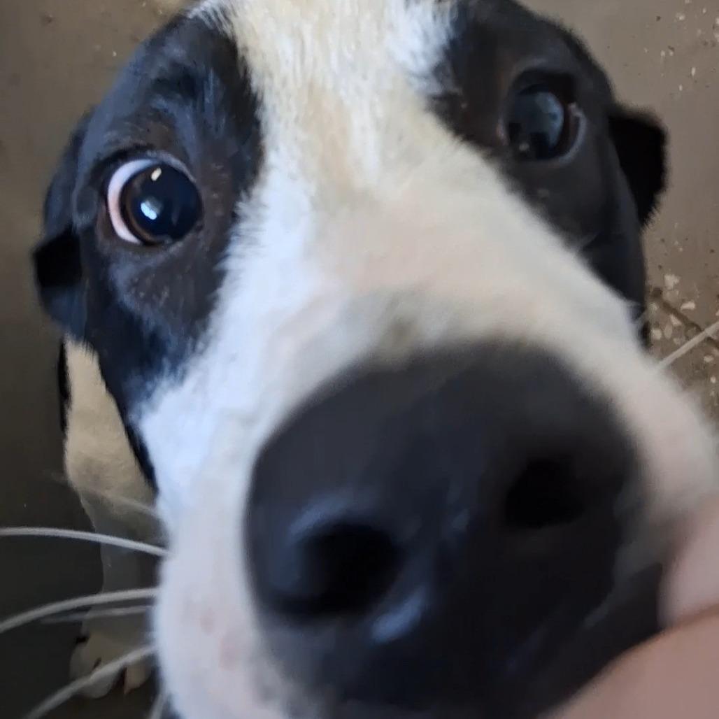 Enlarge Biscuit, a Adoptable mixed breed in Vinita, OK image 4/5