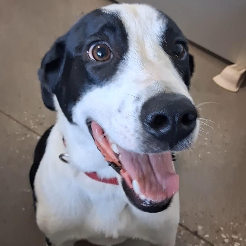 Enlarge Biscuit, a Adoptable mixed breed in Vinita, OK image 5/5