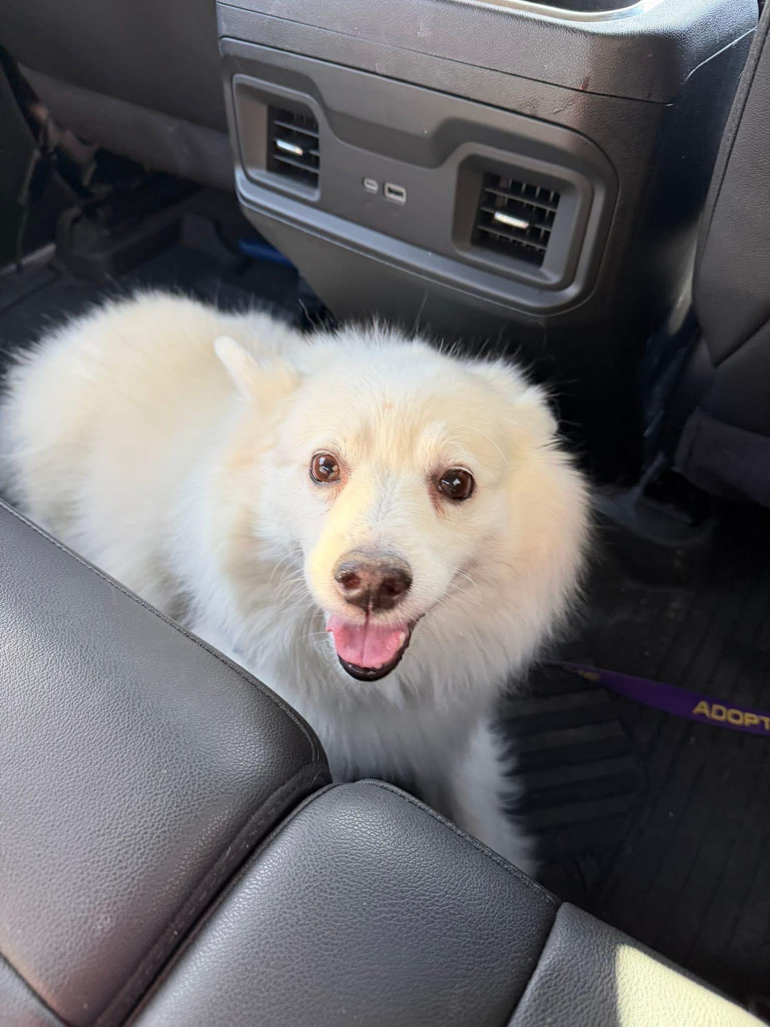 Enlarge Sammy, a ADOPTABLE American Eskimo Dog in Elkton, MD image 2/3