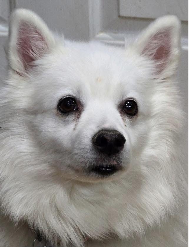 Enlarge Sammy, a ADOPTABLE American Eskimo Dog in Elkton, MD image 1/1
