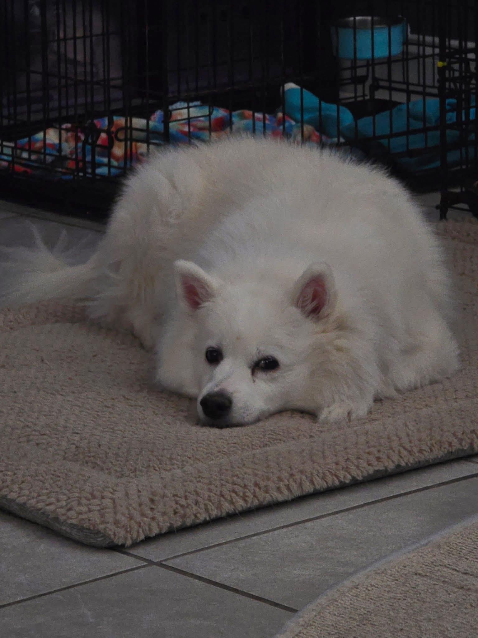 Enlarge Sammy, a ADOPTABLE American Eskimo Dog in Elkton, MD image 3/3