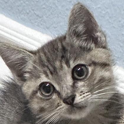 Smooth Criminal, Adoptable, Kitten Female Domestic Short Hair & Domestic Short Hair.