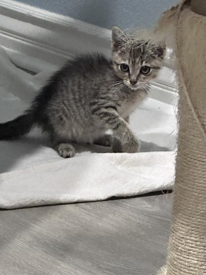 Enlarge Smooth Criminal, a Adoptable mixed breed in Pleasanton, CA image 2/3