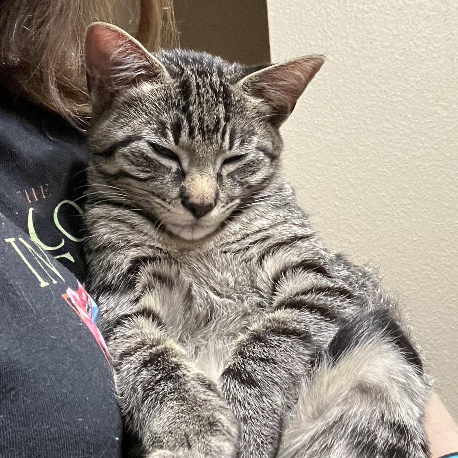 Enlarge Squash, a ADOPTABLE American Shorthair in Katy, TX image 1/2