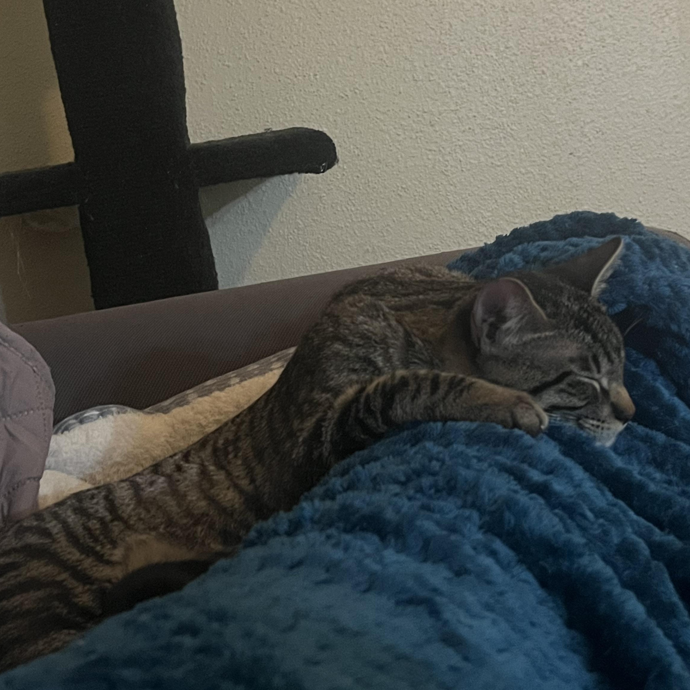 Enlarge Squash, a ADOPTABLE American Shorthair in Katy, TX image 2/2