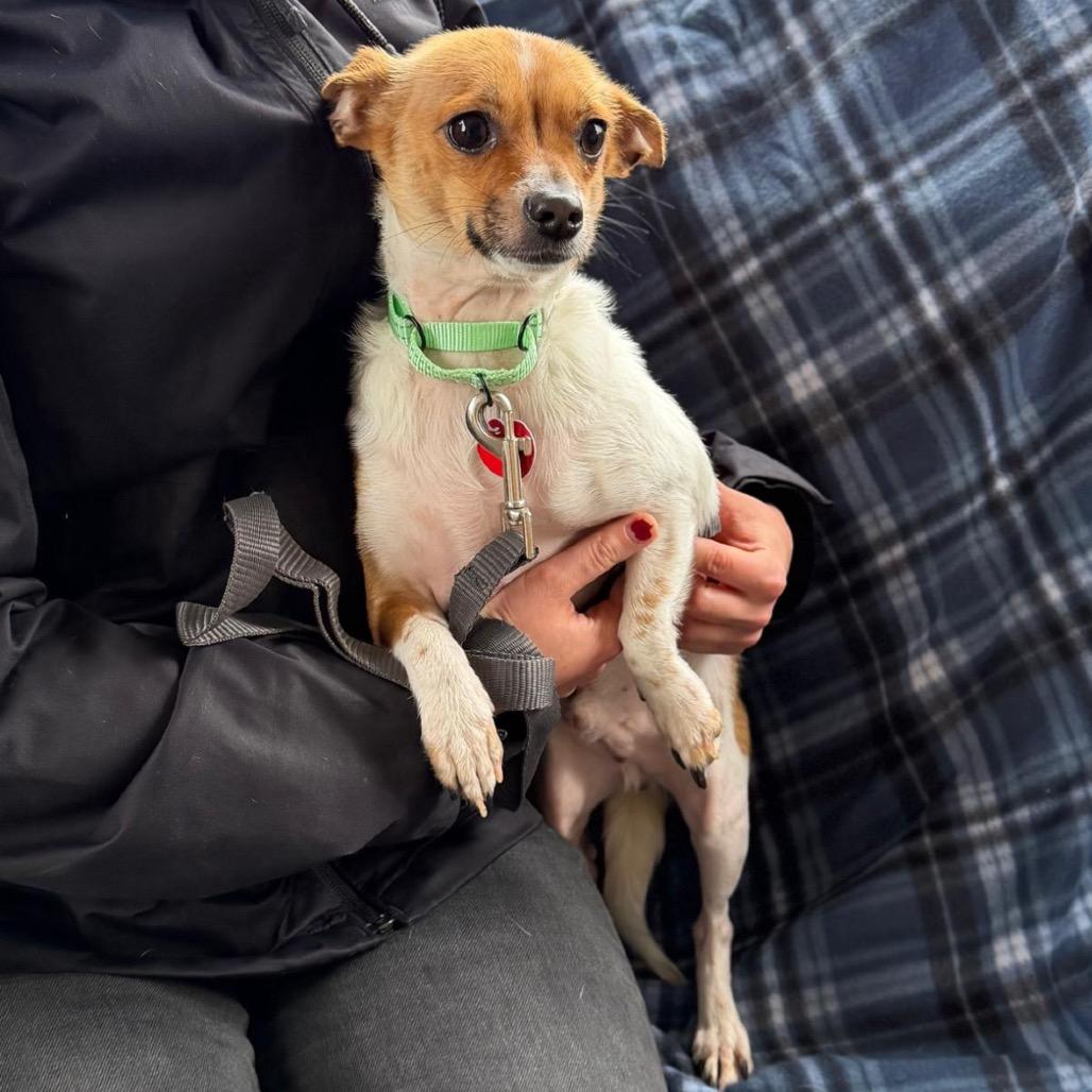 Enlarge FINCH, a Adoptable Chihuahua in Atco, NJ image 1/4