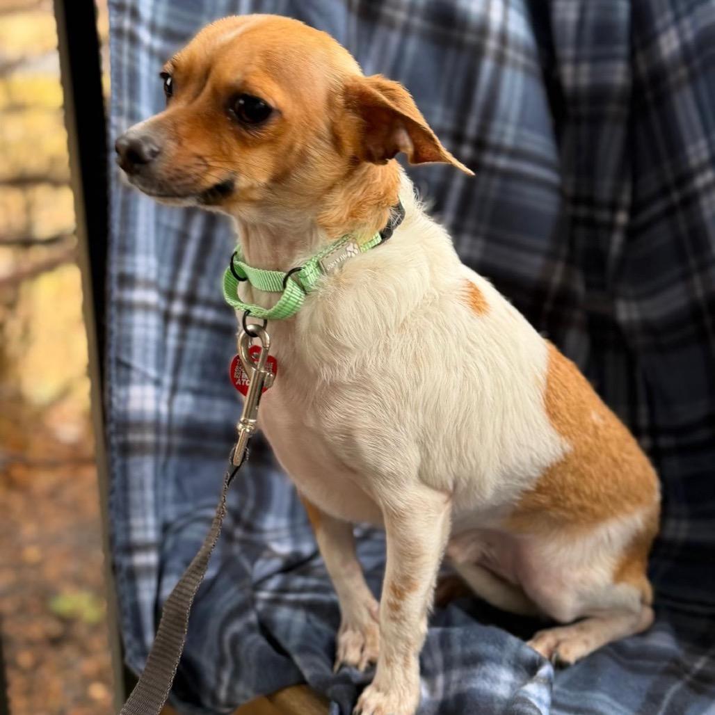 Enlarge FINCH, a Adoptable Chihuahua in Atco, NJ image 2/4