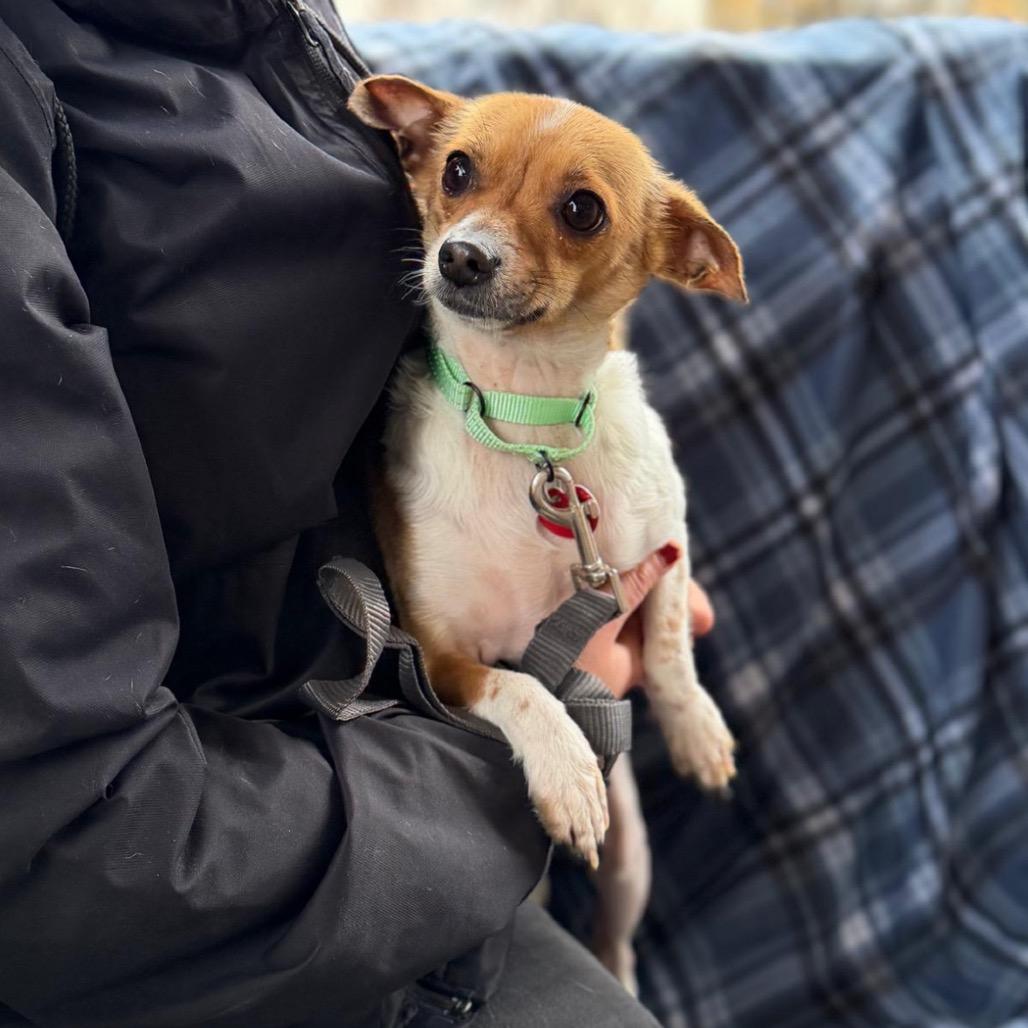 Enlarge FINCH, a Adoptable Chihuahua in Atco, NJ image 3/4