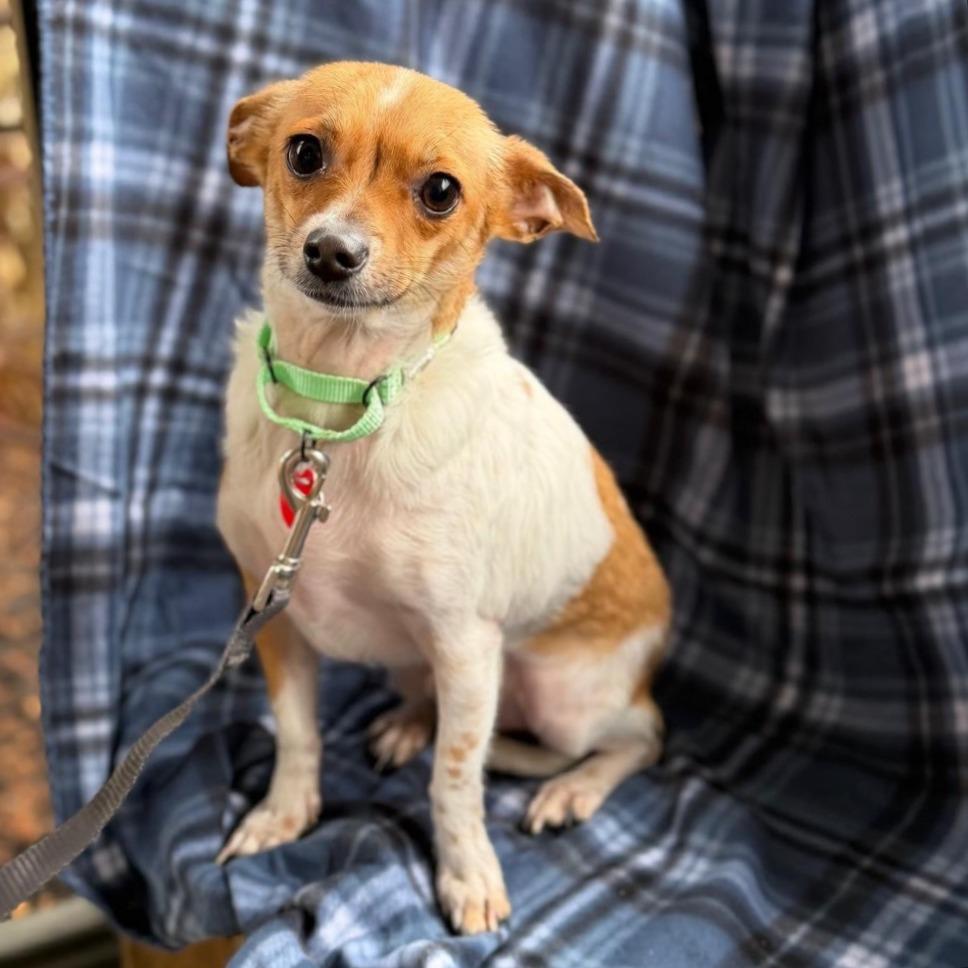Enlarge FINCH, a Adoptable Chihuahua in Atco, NJ image 4/4