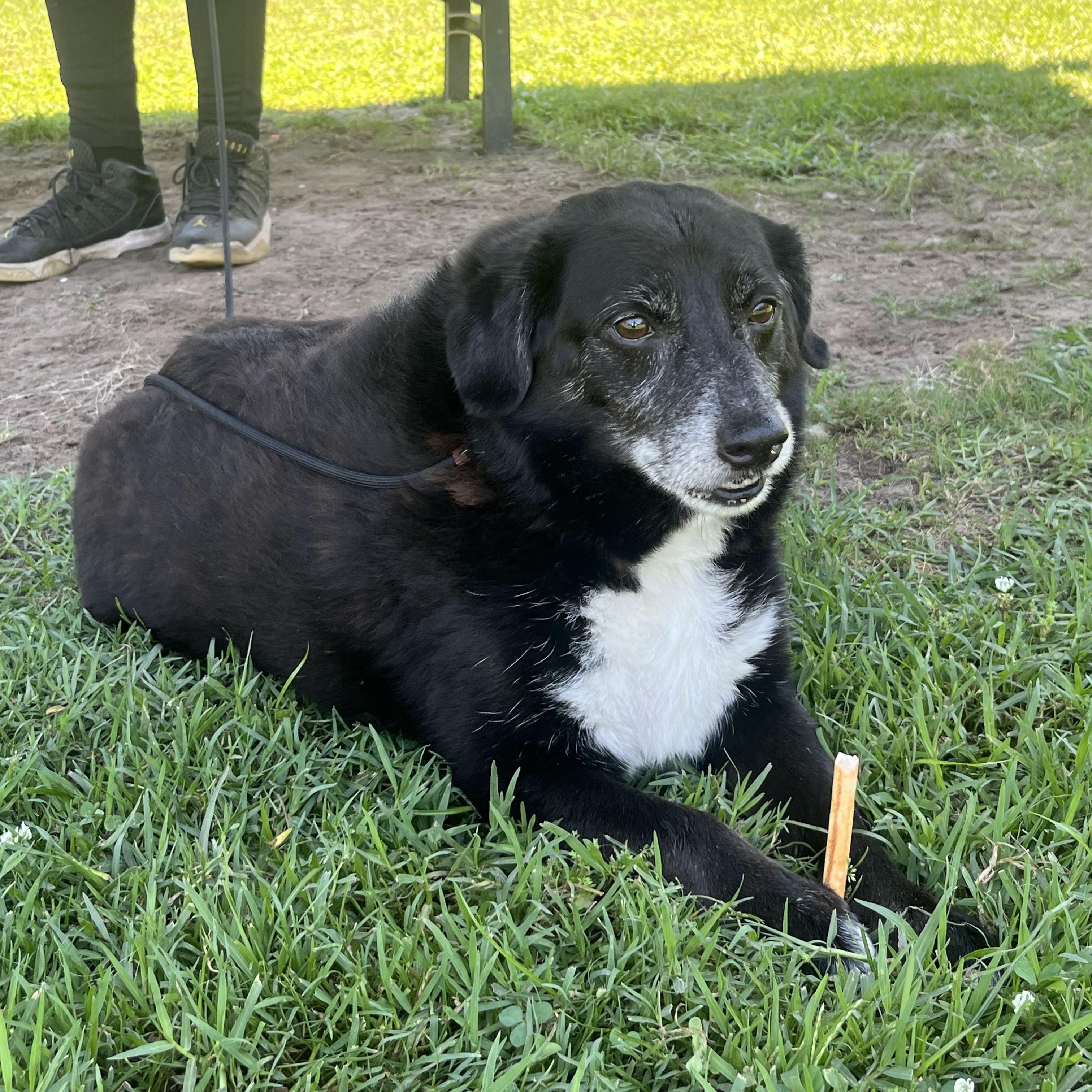 Kodak at Jefferson Feed, ADOPTABLE, Senior Male Labrador Retriever & Hound.