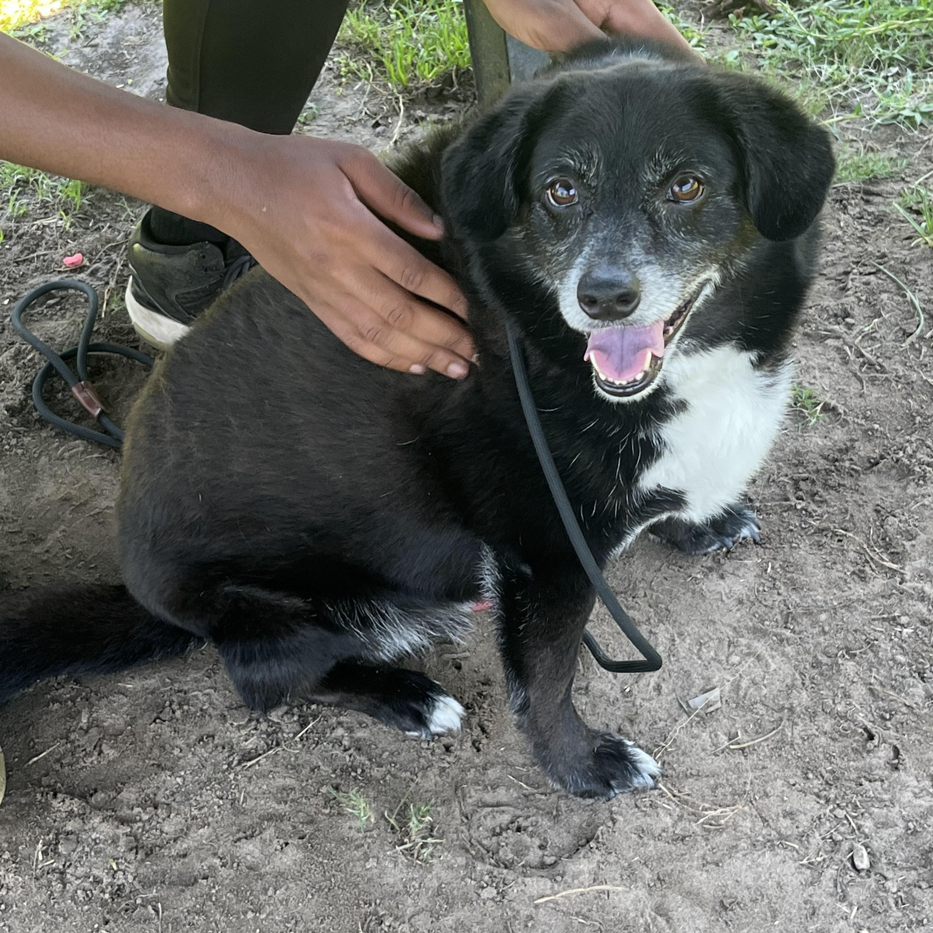 Enlarge Kodak at Jefferson Feed, a ADOPTABLE mixed breed in Jefferson, LA image 4/6