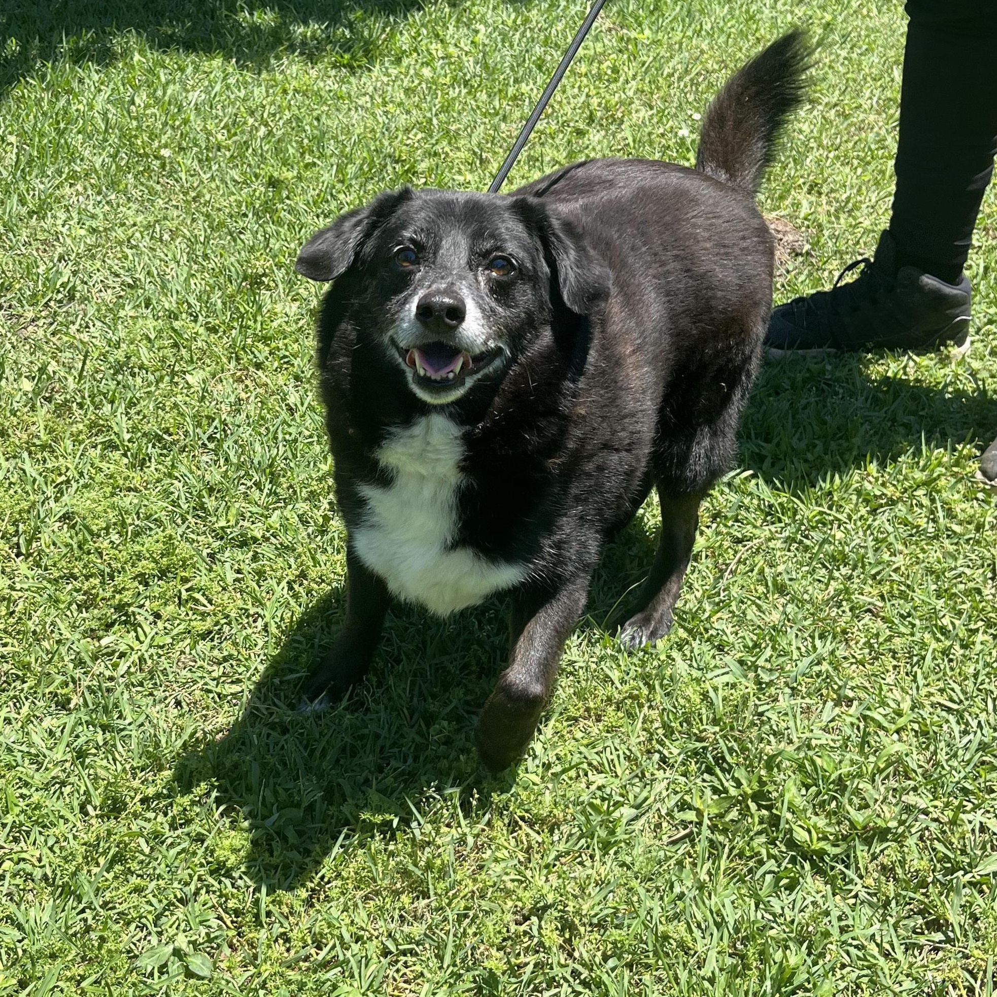 Enlarge Kodak at Jefferson Feed, a ADOPTABLE mixed breed in Jefferson, LA image 3/6