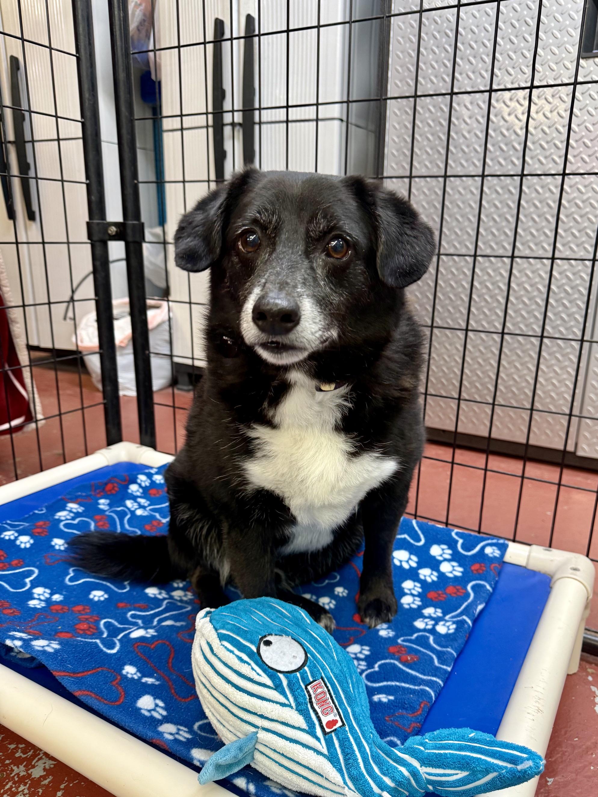 Enlarge Kodak at Jefferson Feed, a ADOPTABLE mixed breed in Jefferson, LA image 2/6