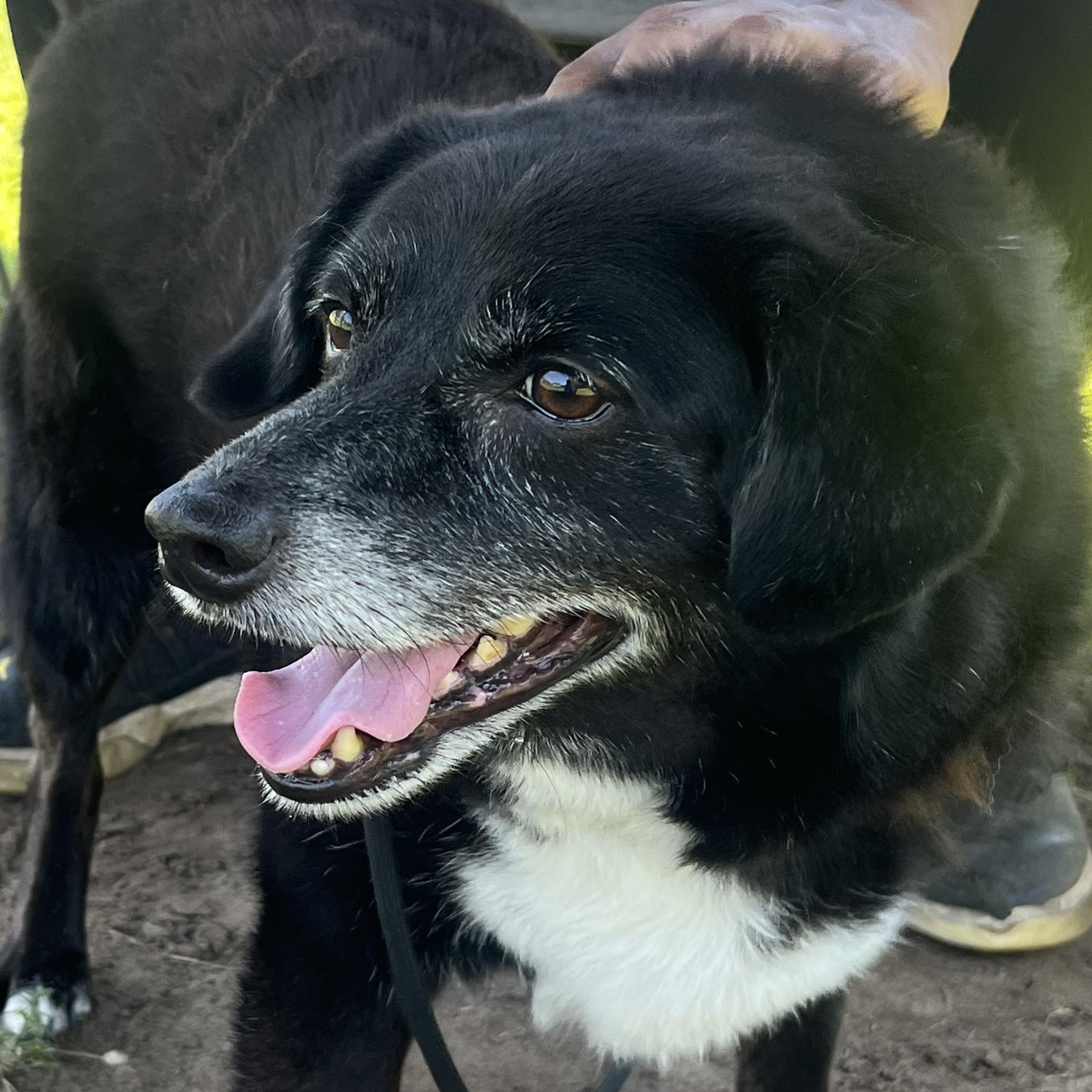 Enlarge Kodak at Jefferson Feed, a ADOPTABLE mixed breed in Jefferson, LA image 5/6
