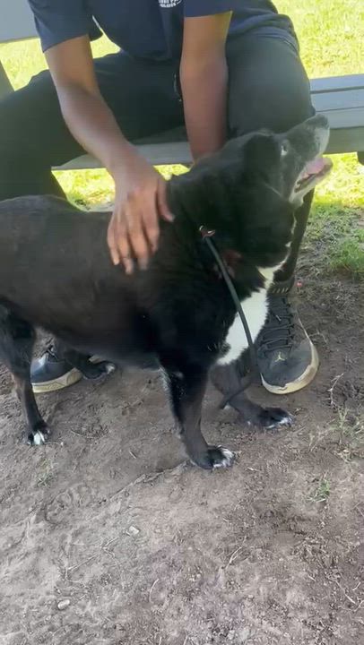 Enlarge Kodak at Jefferson Feed, a ADOPTABLE mixed breed in Jefferson, LA video 6/6