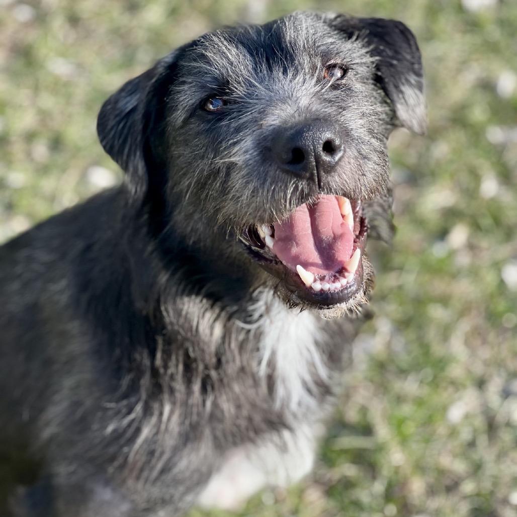 Enlarge Bruce, a Adoptable mixed breed in Alma, WI image 1/6