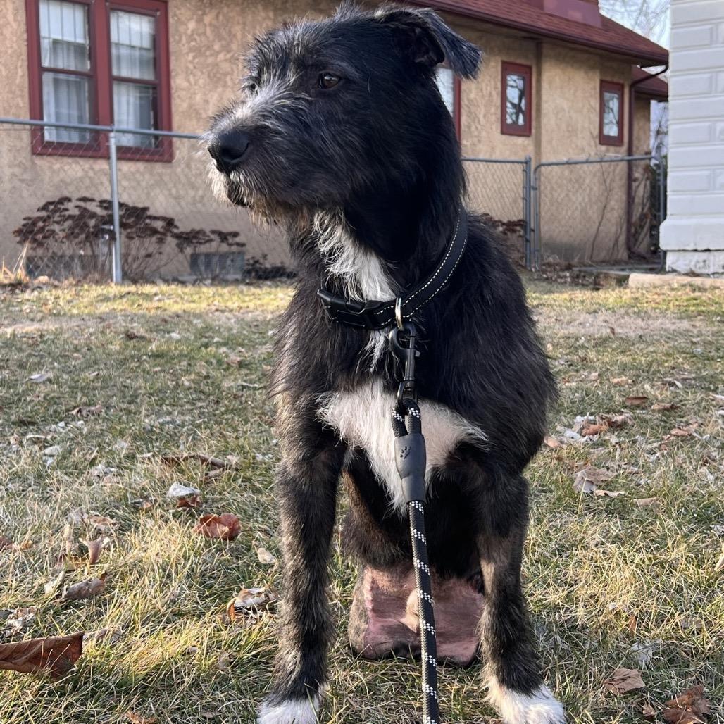 Enlarge Bruce, a Adoptable mixed breed in Alma, WI image 3/6
