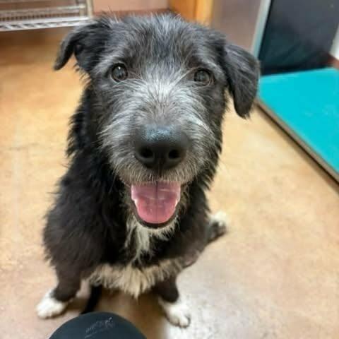 Enlarge Bruce, a Adoptable mixed breed in Alma, WI image 5/6