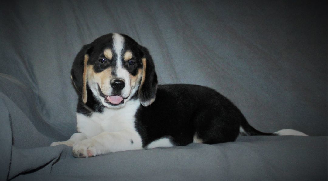 Enlarge Willie Dynamite, a Adopted mixed breed in Franklin, AR image 1/4